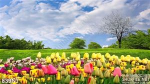Tranh đồng cỏ và hoa tulip