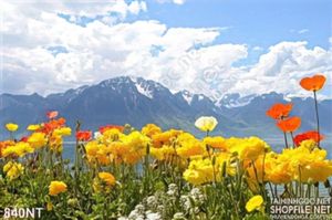 Tranh núi Phú Sĩ và hoa tulip vàng