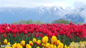 Tranh hoa tulip đỏ