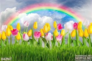 Tranh hoa tulip và cầu vồng