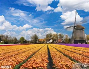 Tranh cối xay gió và cánh đồng hoa tulip