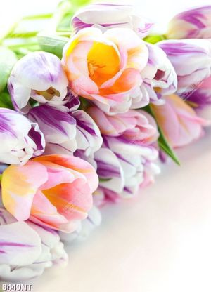 Tranh hoa tulip đẹp 8440NT