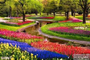 Tranh công viên hoa  Keukenhof