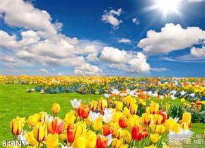 Tranh cánh đồng hoa tulip rực rỡ