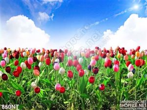Tranh vườn hoa tulip muôn mùa