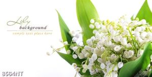 Tranh hoa đẹp 8564NT