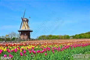 Tranh vườn hoa tulip và cối xay gió