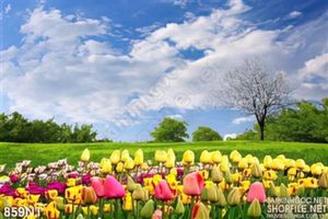 Tranh khu vườn hoa tulip
