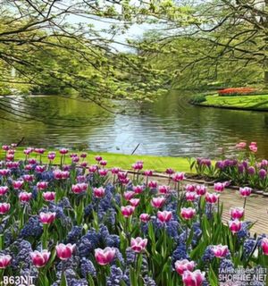 Tranh vườn hoa Keukenhof  Hà Lan