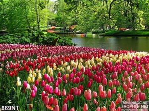 Tranh cánh đồng hoa tulip