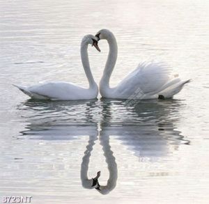 Tranh thiên nga uyên ương 8723NT
