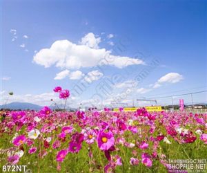 Tranh cánh đồng hoa hồ điệp