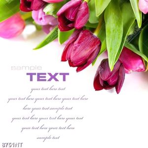 Tranh hoa tulip đẹp 8751NT