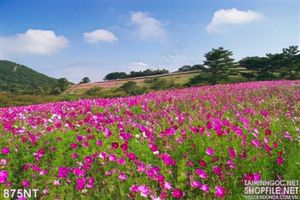 Tranh cánh đồng hoa rực rỡ
