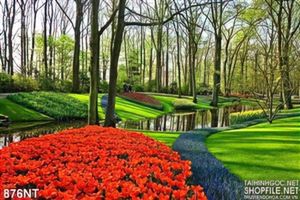 Tranh công viên hoa Keukenhof rực rỡ