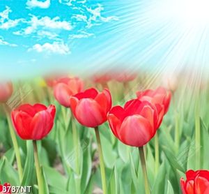 Tranh hoa tulip đỏ 8787NT