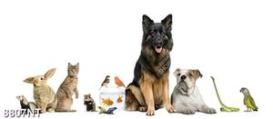 Tranh các loại động vật 