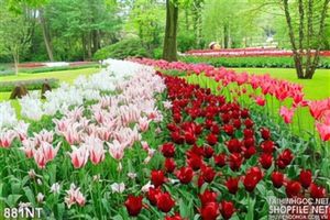 Tranh công viên hoa tulip
