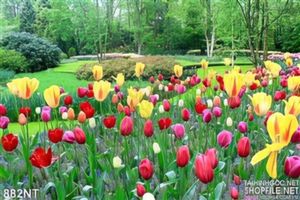 Tranh vườn hoa tulip