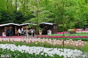 Tranh cánh đồng hoa tulip