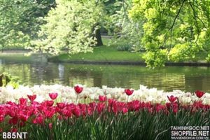Tranh vườn hoa tulip và dòng sông