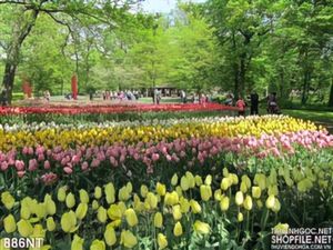 Tranh công viên hoa tulip