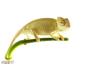 Tranh tắc kè 8895NT