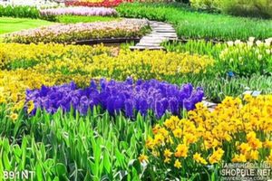 Tranh vườn hoa tulip rực rỡ