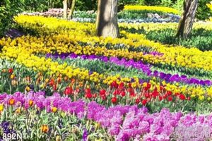 Tranh vườn hoa tulip đẹp nhất