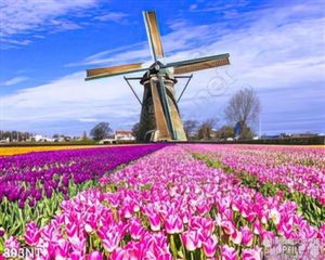 Tranh cối xay gió và hoa tulip hồng