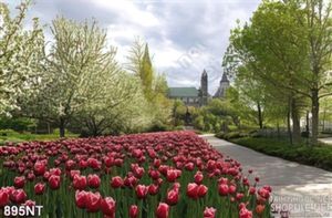 Tranh công viên hoa tulip