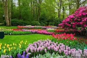 Tranh công viên hoa tulip Hà Lan