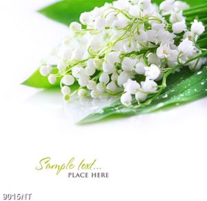 Tranh bông hoa trắng nhỏ 9015NT