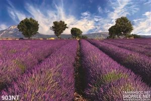 Tranh công viên hoa Lavender