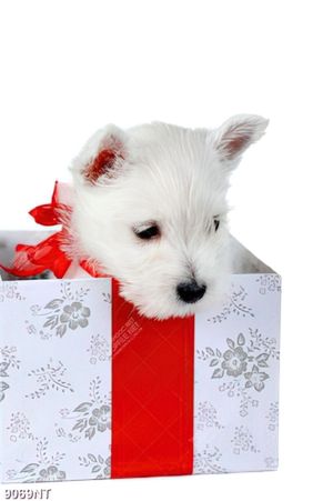 Tranh chú cún trắng nhỏ 9069NT
