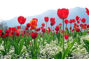 Tranh vườn hoa tulip đỏ