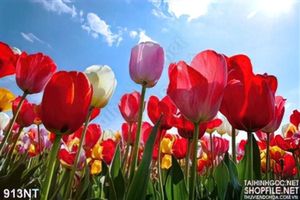 Tranh hoa tulip đỏ