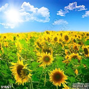 Tranh cánh đồng hoa mặt trời