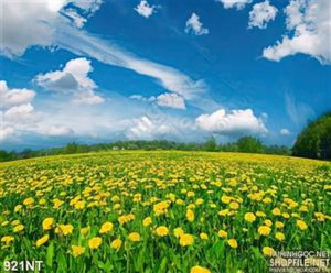 Tranh cánh đồng hoa Cúc rực rỡ