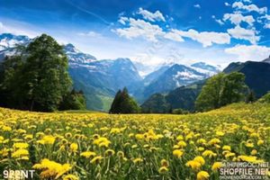 Tranh cánh đồng hoa vàng dưới chân núi