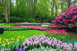 Tranh vườn hoa nổi tiếng Hà Lan