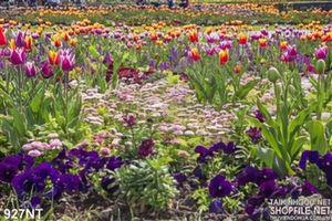 Tranh vườn hoa tulip
