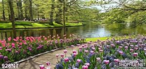 Tranh hoa tulip bên dòng sông