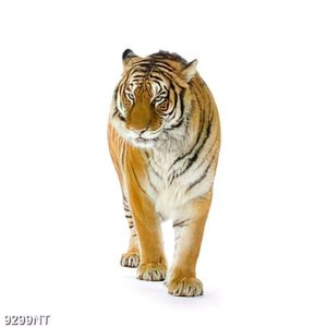 Tranh hỗ vằn 9299NT