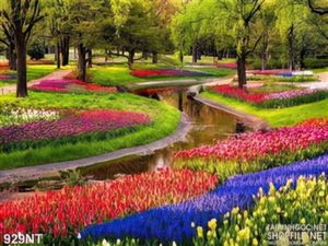 Tranh Keukenhof vườn hoa nổi tiếng