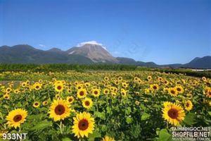Tranh cánh đồng hoa hướng dương