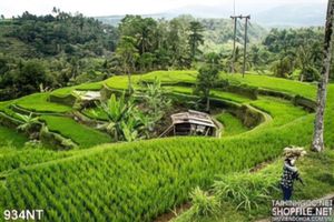 Tranh ruộng bậc thang Tây Bắc