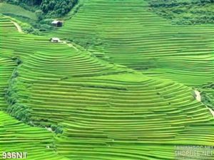 Tranh ruộng Tây Bắc