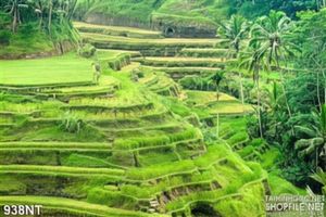 Tranh ruộng bậc thang
