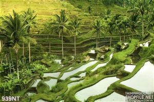 Tranh hàng dừa xanh